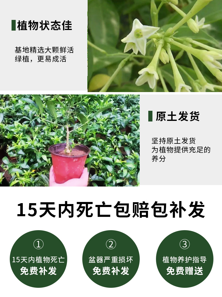 夜来香花树苗夜来香盆栽花卉植物室内驱蚊花苗浓香夜来香四季开花 - 图1