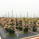 Climbing garden roses, four-season flowering plants