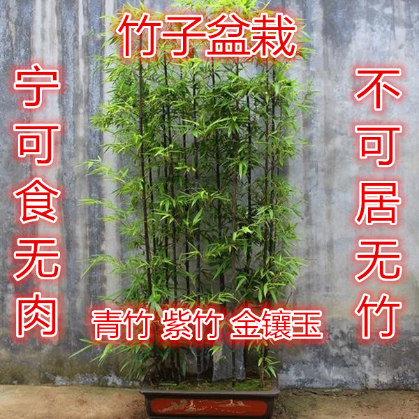 矮化紫竹苗竹子苗庭院四季常青户外耐寒竹子植物青竹黑竹小型盆栽 - 图3