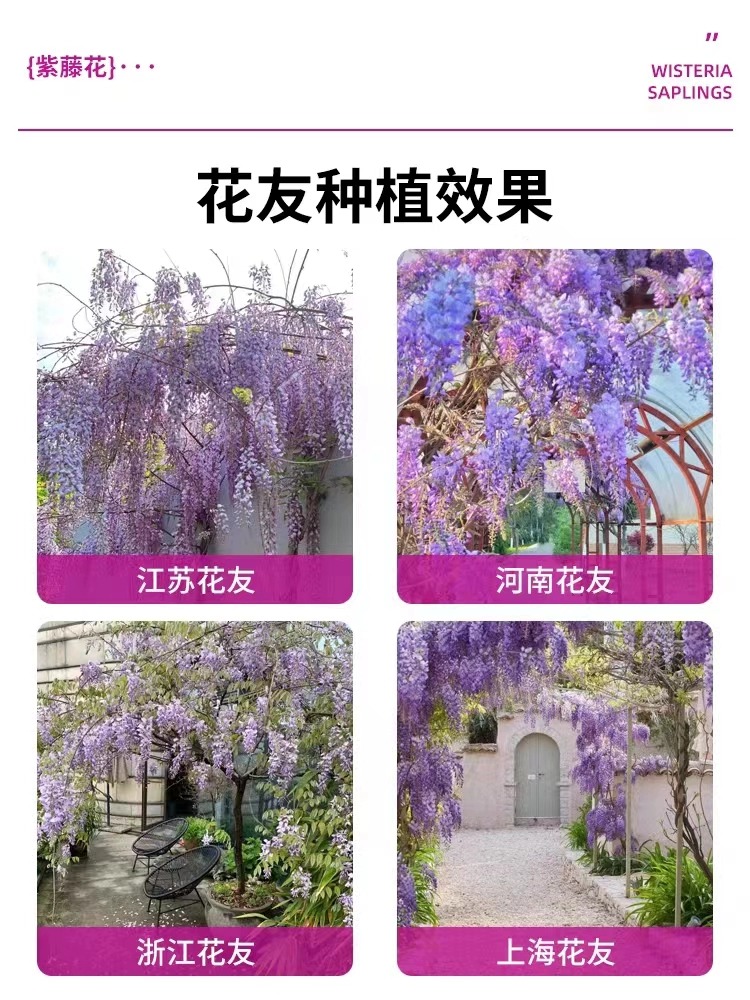 紫藤花树苗爬藤植物盆栽庭院阳台花卉室外四季开花攀爬多花紫藤萝-图2