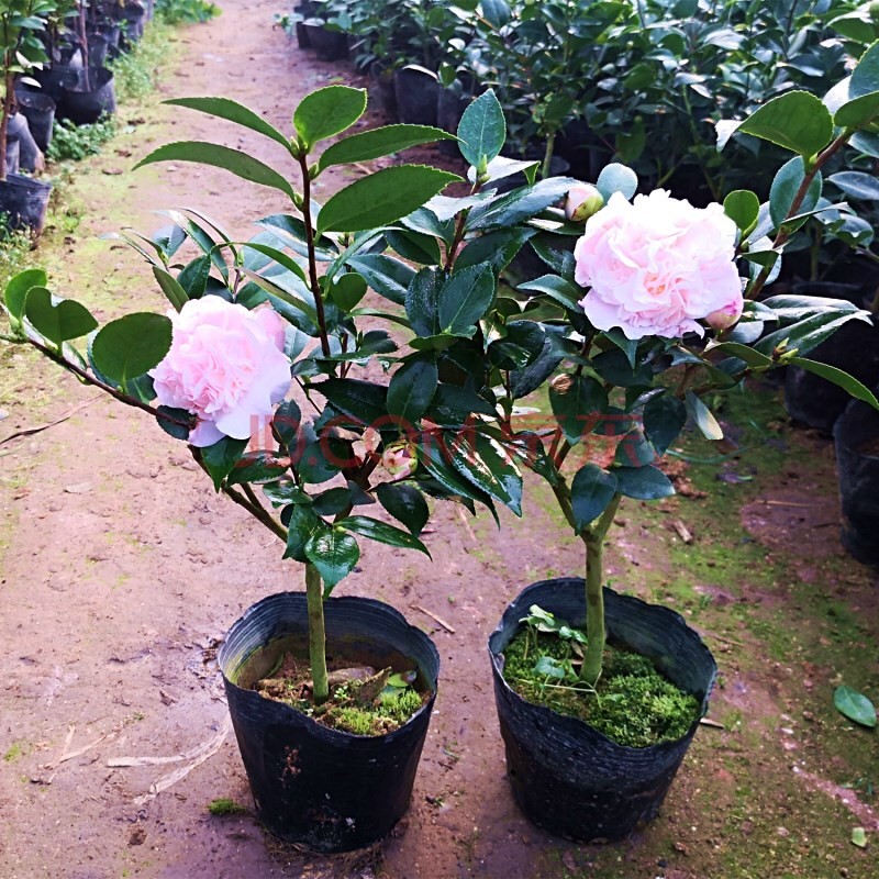 浓香茶花树苗盆栽香妃四季开花五色赤丹带花苞阳台庭院观花植物-图0