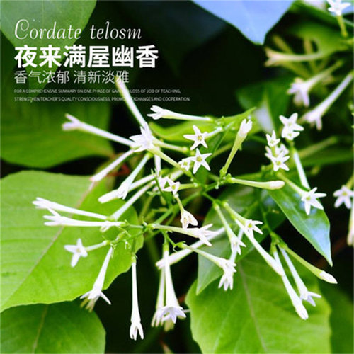 夜来香花苗盆栽阳台庭院夏季驱蚊香草树苗夜来香植物花卉当年开花 - 图2
