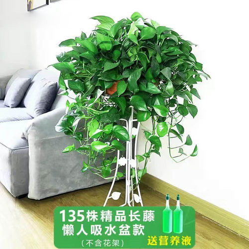 大叶绿萝盆栽室内长藤花卉植物大盆绿箩新房净化空气吊兰水培绿植 - 图3