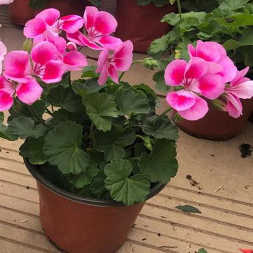 天竺葵盆栽花苗四季开花植物室内阳台驱蚊虫重瓣花卉盆栽带土发货 - 图0