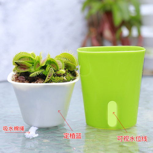 捕蝇草盆栽猪笼草食虫草食人花卉绿植多肉驱蚊植物捕虫草瓶子桌面 - 图2