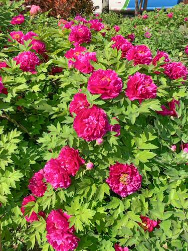 牡丹花苗盆栽正宗洛阳带花苞牡丹花种大苗缠枝重瓣花卉牡丹花树苗 - 图3