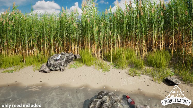 mediterranean Vegetation giant Reed巨型芦苇UE4环境道具自然 - 图1