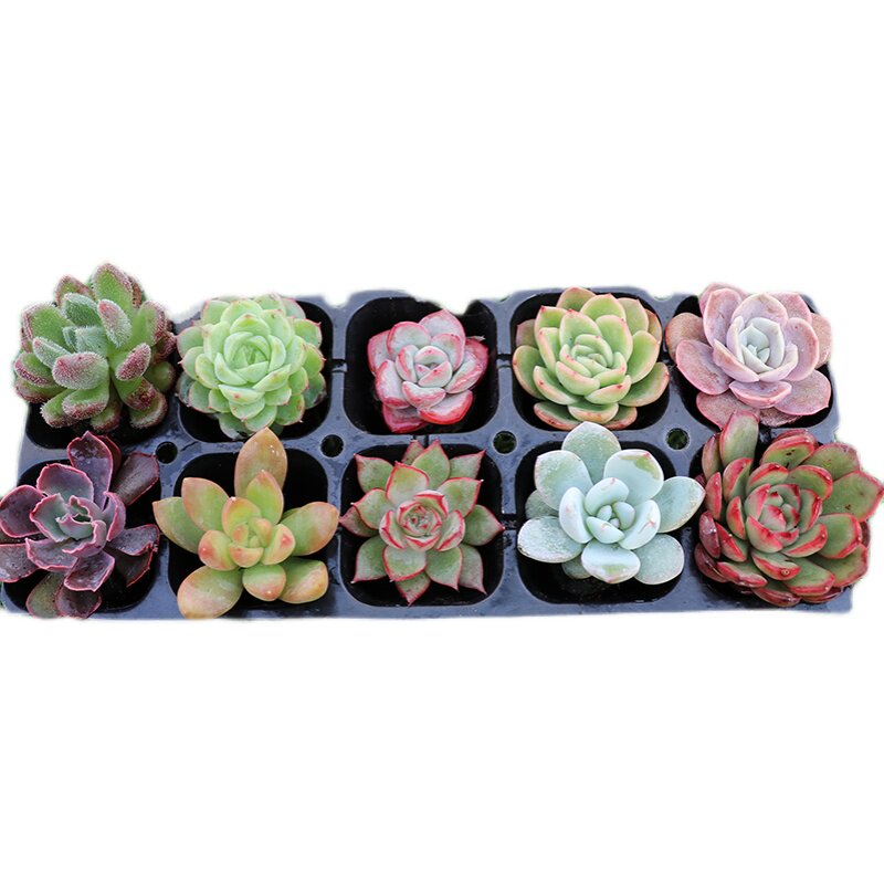 多肉植物花盆套装组合盆栽绿植花 热品库 性价比省钱购