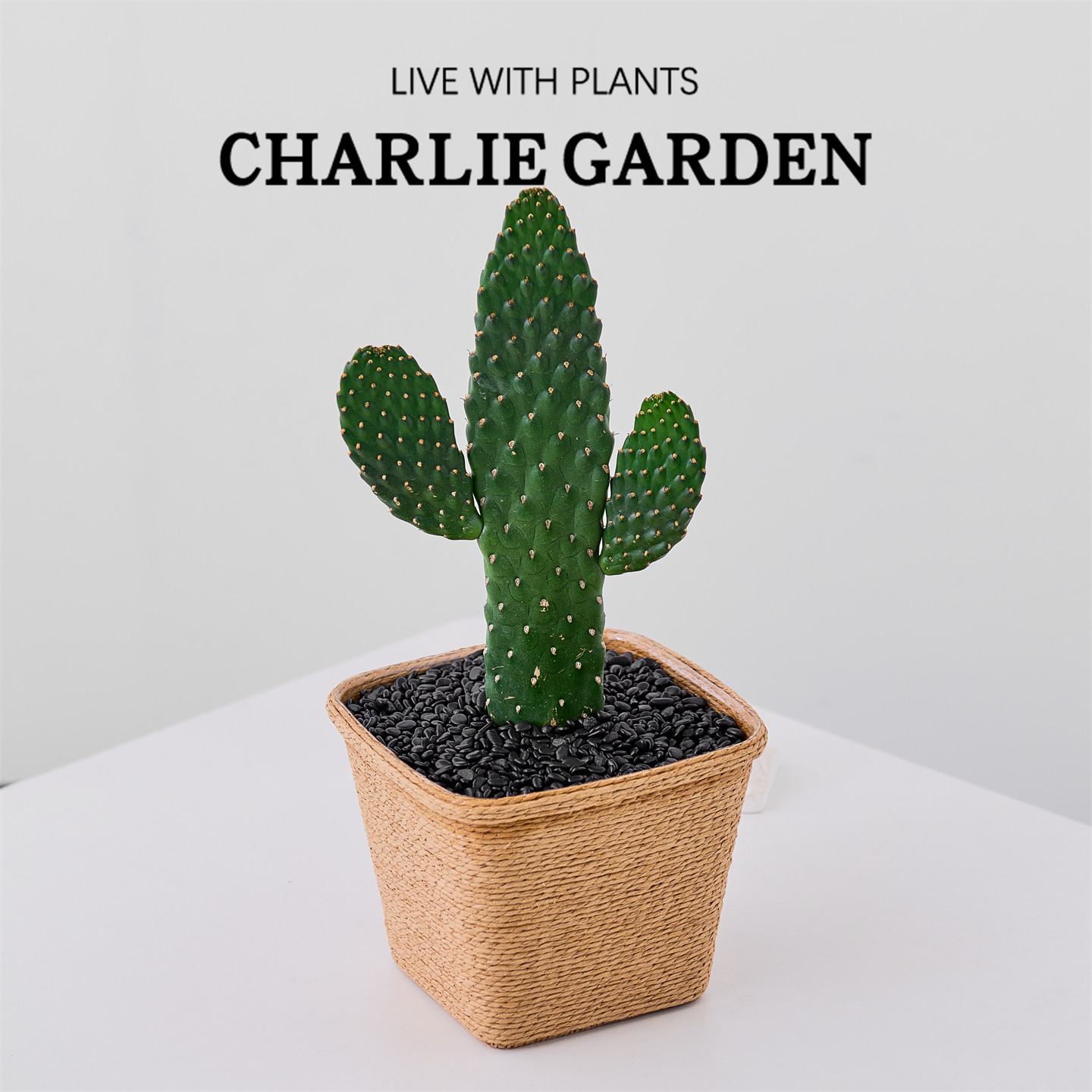 中华掌仙人掌无刺耐旱办公室内桌面绿植花卉盆栽工位解压招财手,淘宝优惠券,粉丝福利购,淘宝优惠卷