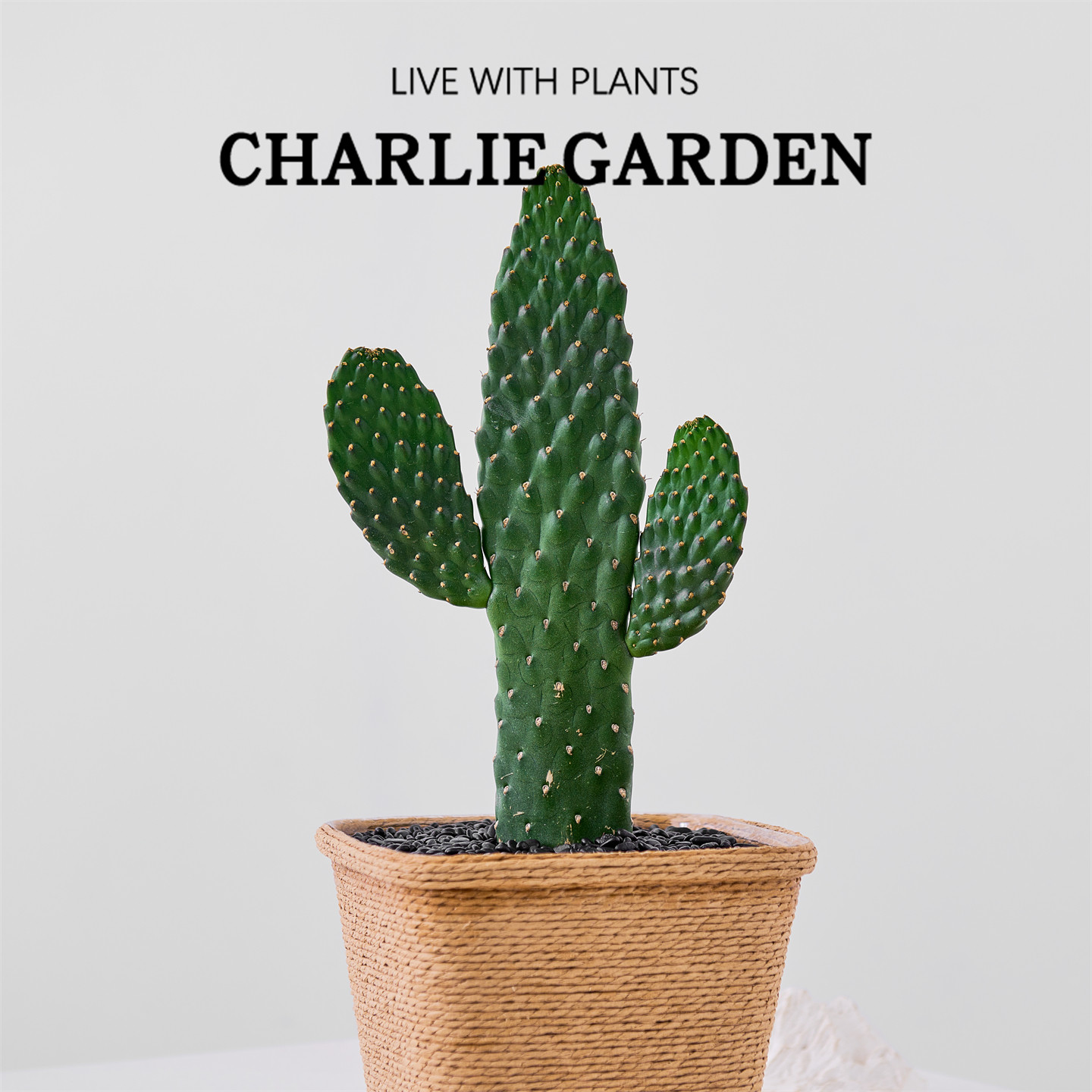 中华掌仙人掌无刺耐旱办公室内桌面绿植花卉盆栽工位解压招财手,淘宝优惠券,粉丝福利购,淘宝优惠卷