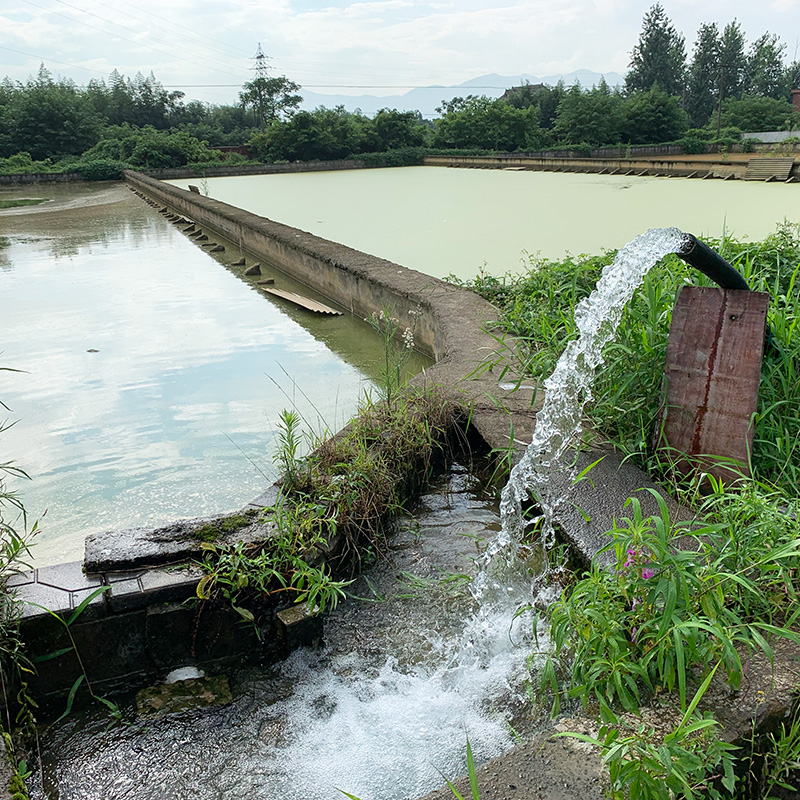 1-6斤大生态外塘甲鱼活体青黄背中华王八团鱼鲜活食用水鱼雌雄鳖 - 图0