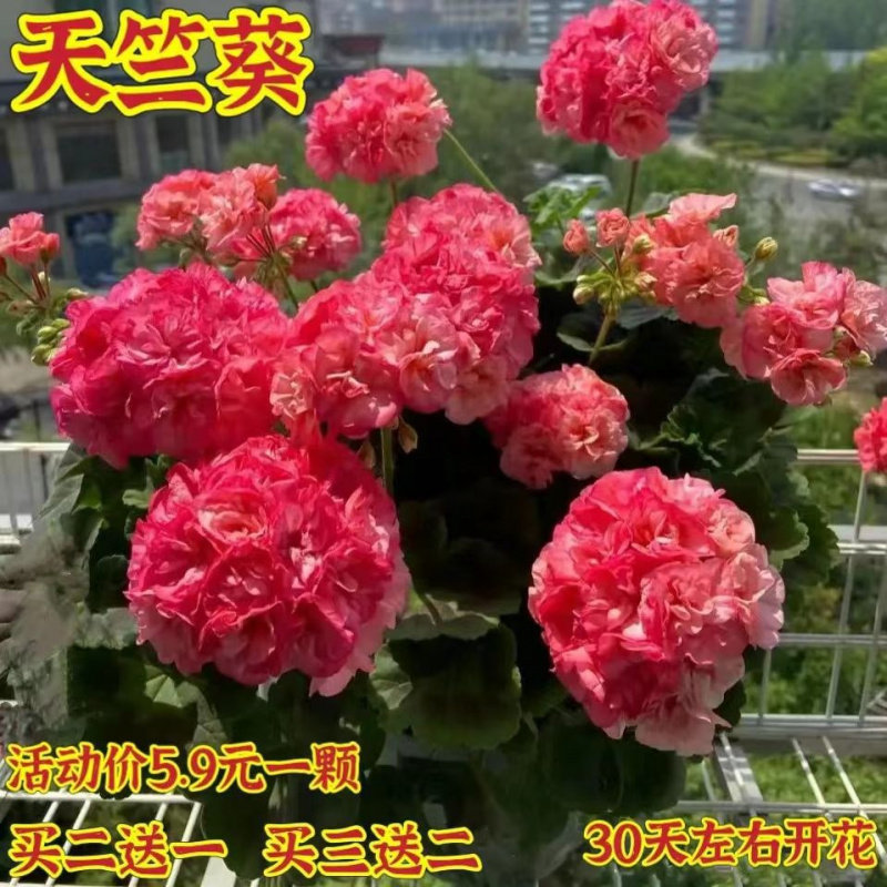 重瓣大花天竺葵盆栽花苗四季开花不断庭院室内外阳台好养花卉盆栽,淘宝优惠券,粉丝福利购,淘宝优惠卷