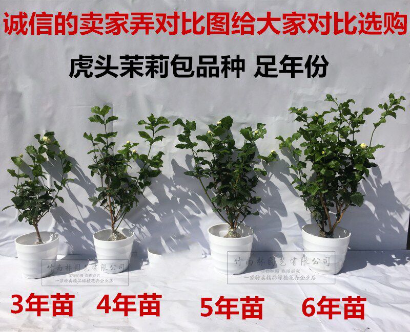 重瓣白茉莉花苗盆栽室内绿植花卉 热品库 性价比省钱购