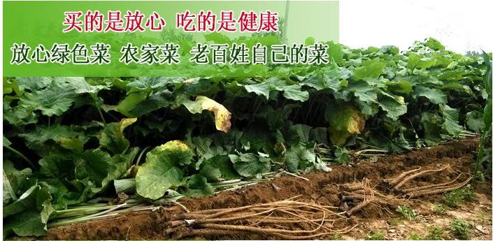 现挖刚出土两年生新鲜牛蒡根5斤装 徐州特产包邮五行蔬菜汤原料