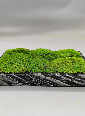 大理石苔藓批发价无需打理