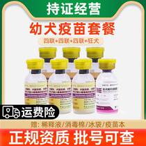 Middle Shepherds Four Union Vaccine Pets Pet Puppy Prevention Dog Pest Growing Into Dog Prevention Needle Juvenile Dog Vaccine