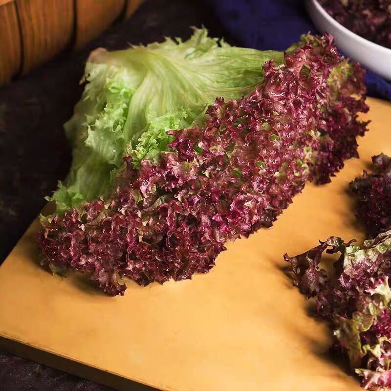 红叶生菜新鲜蔬菜沙拉罗莎紫叶生菜沙拉生吃食材烤肉西餐即食500g - 图2