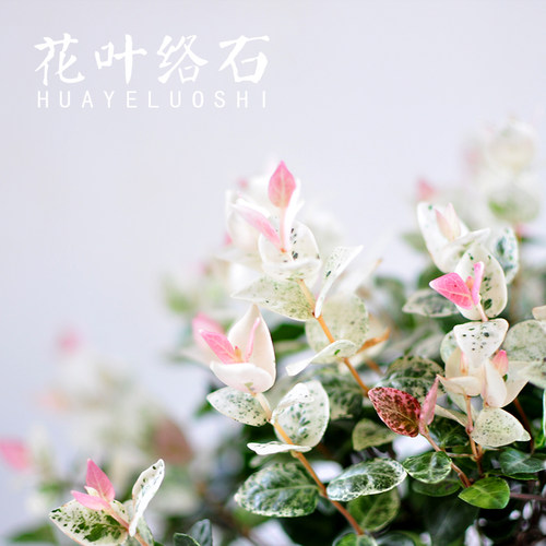 花叶络石盆栽植物阳台庭院五彩垂吊藤本绿植四季耐寒网红彩叶洛石 - 图1