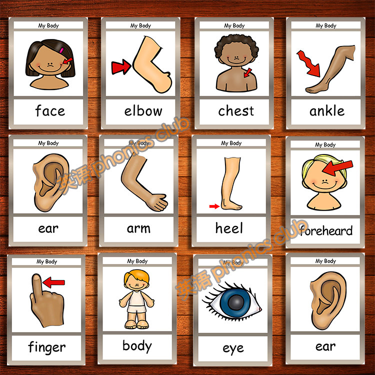 Body身体部位英语单词卡片闪卡训练幼儿童园教师教具英文早教启蒙