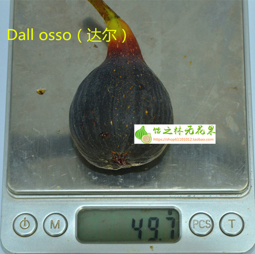 饴之林 Dall osso 达尔无花果树苗 丰产黑色果 盆栽营养钵小苗 - 图1