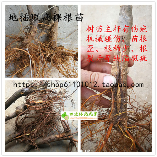 饴之林无花果裸根二级弱苗 次品缺陷瑕疵苗 多品种地插小苗 - 图0