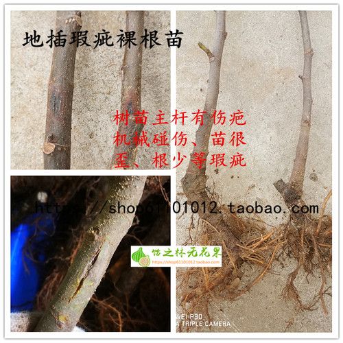 饴之林无花果裸根二级弱苗 次品缺陷瑕疵苗 多品种地插小苗 - 图3