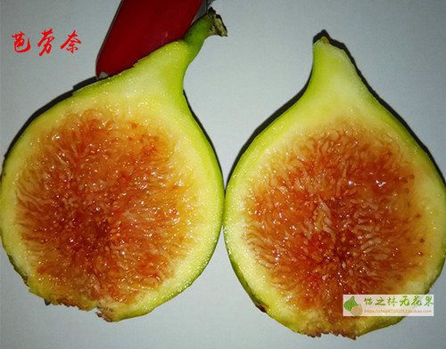 饴之林无花果 芭劳奈树苗 大芭 二月苗地栽 丰产早熟糯甜当年结果 - 图3