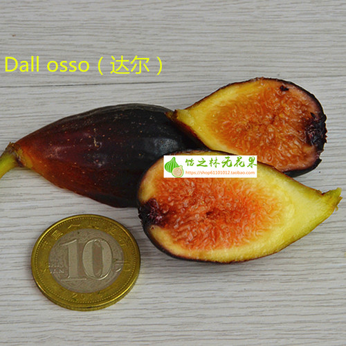 饴之林 Dall osso 达尔无花果树苗 丰产黑色果 盆栽营养钵小苗 - 图2