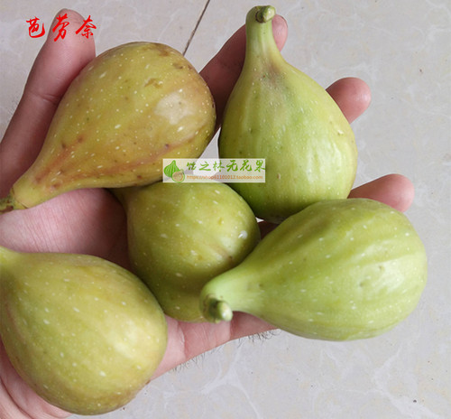 饴之林无花果 芭劳奈树苗 大芭 二月苗地栽 丰产早熟糯甜当年结果 - 图1