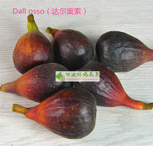 饴之林 Dall osso 达尔无花果树苗 丰产黑色果 盆栽营养钵小苗 - 图0