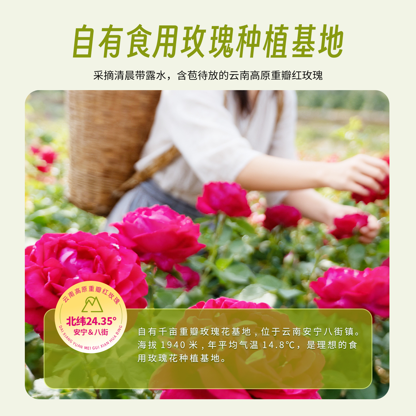 云南特产傣乡园经典玫瑰鲜花饼30g*10枚伴手礼盒糕点心早餐下午茶
