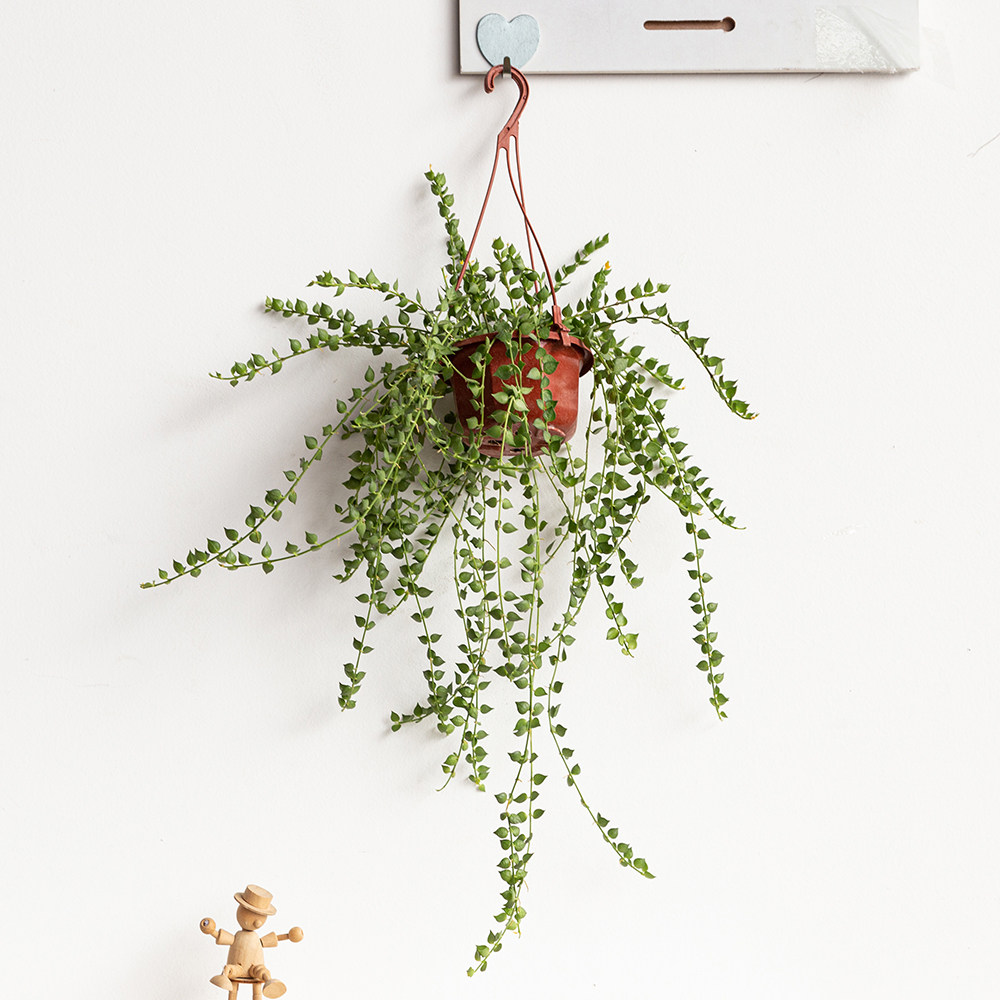 百万心吊兰多肉垂吊植物室内桌面长藤盆栽串钱藤心形绿植净化空气,淘宝优惠券,粉丝福利购,淘宝优惠卷