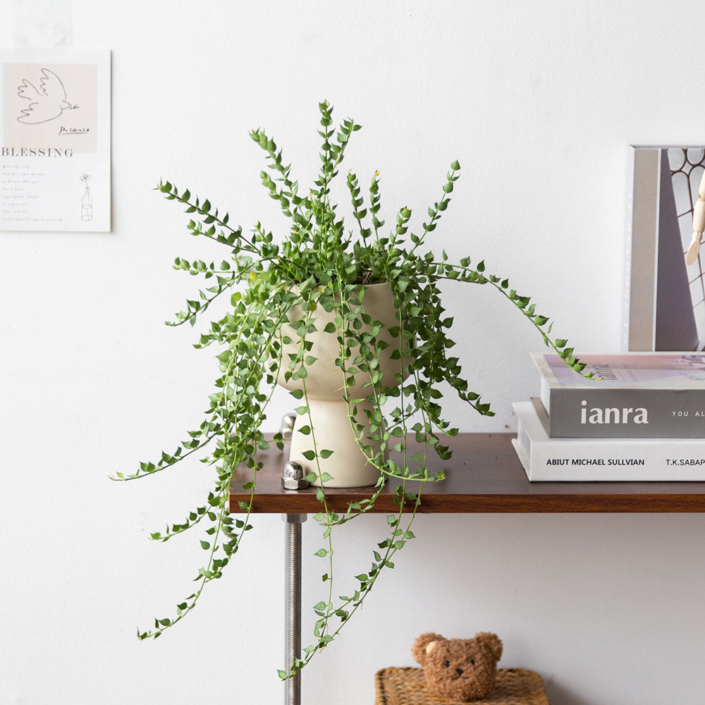 百万心吊兰多肉垂吊植物室内桌面长藤盆栽串钱藤心形绿植净化空气,淘宝优惠券,粉丝福利购,淘宝优惠卷