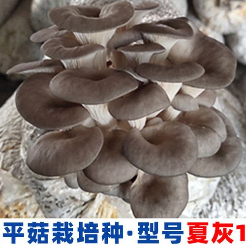 菌种新鲜一二三级栽培种原种批发菇农养殖食用菌大棚室内种植基地 - 图0