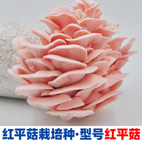 菌种新鲜一二三级栽培种原种批发菇农养殖食用菌大棚室内种植基地 - 图2