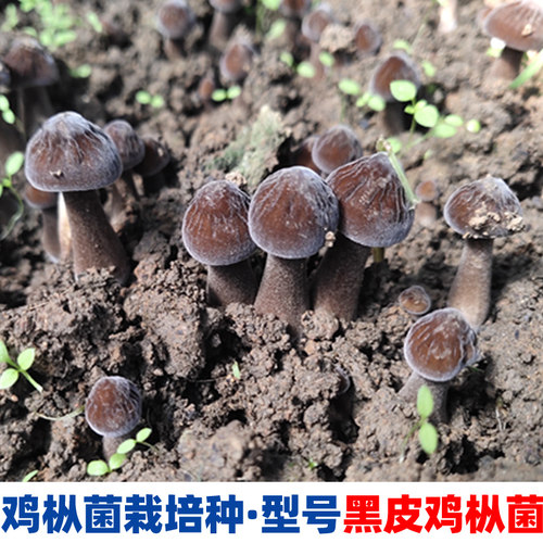 菌种新鲜一二三级栽培种原种批发菇农养殖食用菌大棚室内种植基地 - 图1
