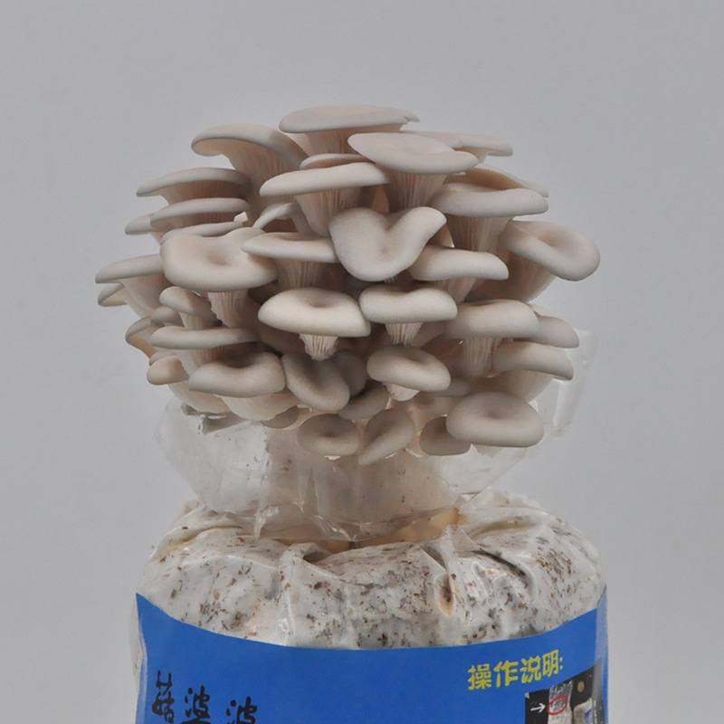 蘑菇种植包菌种菌包家种菌菇香菇食用黑平菇新鲜蘑菇菌棒盆栽趣味 - 图2