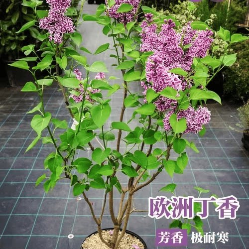 丛生丁香花树苗多枝庭院植物绿化树苗耐寒丁香苗盆栽地栽当年开花 - 图0