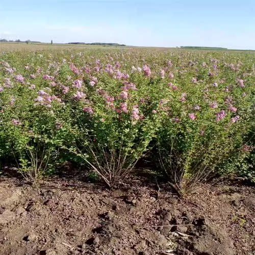 丛生丁香花树苗多枝庭院植物绿化树苗耐寒丁香苗盆栽地栽当年开花 - 图2