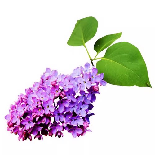 丛生丁香花树苗多枝庭院植物绿化树苗耐寒丁香苗盆栽地栽当年开花 - 图3