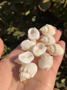 天然贝壳海螺蛋糕织纹螺白色海螺标本螺寄居蟹替换壳鱼缸水族造景