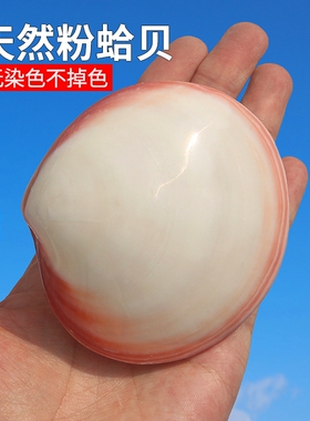 粉蛤粉贝壳天然贝壳海螺海螺双壳亮光蚌壳创意礼物家居工艺品摆件
