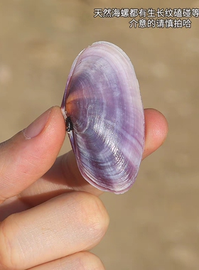 长紫蛤天然海螺紫色贝壳鱼缸水族造景装饰品家居收藏摆件拍摄道具
