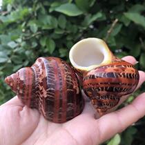 (Hai-like world ancient Venus snail eye salamane snail roll befish host crab spare replacement shell natural sea snail fish tank for use