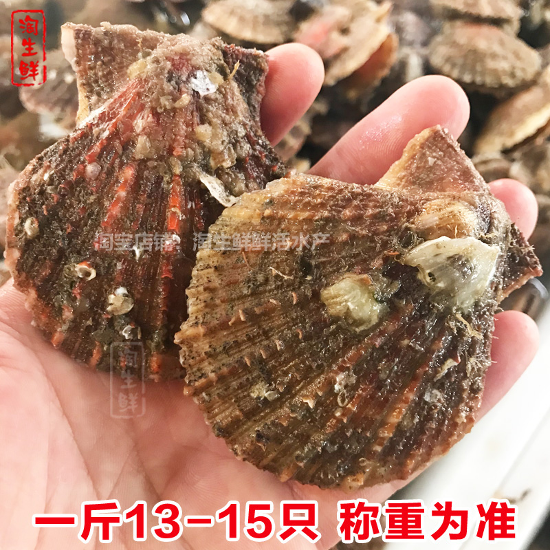 3斤鲜活小红贝红扇贝野生海贝类海鲜水产烧烤食材包顺丰40个左右 - 图0