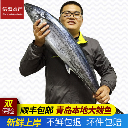 青岛野生马鲛鱼新鲜大鲅鱼包邮鲜活海鲜冷冻水产深海海鱼大马胶鱼 - 图0