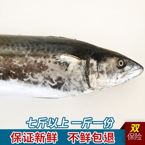 青岛野生马鲛鱼新鲜大鲅鱼包邮鲜活海鲜冷冻水产深海海鱼大马胶鱼 - 图2