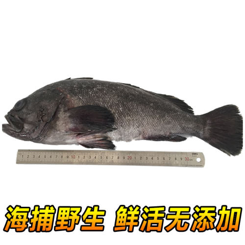 青岛海捕黑头鱼鲜活海鱼包邮海鲜冷冻水产新鲜豆腐鱼猪嘴鱼寨花鱼 - 图1
