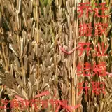 Фермеры кунжутные ветви и филиалы фестивалей цветущих кунжутных