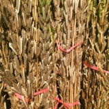 Фармхаус кунжутные стебли и кунжутные цветы шаг за шагом в праздничном году перемещают народные обычаи стейк -кунжутные стеблы Artemisia